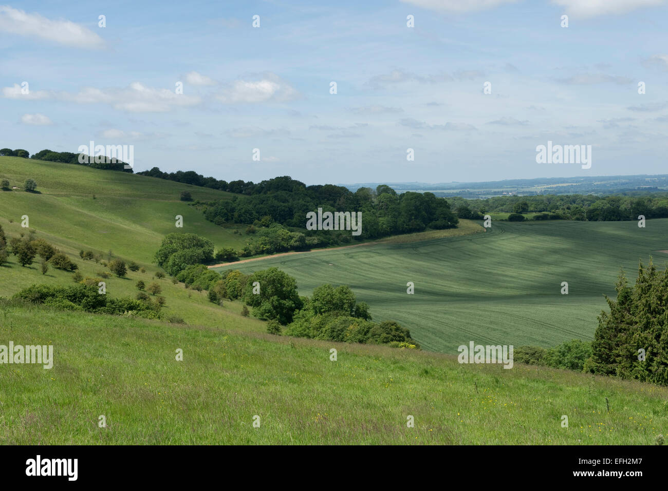 Vista di downland erba dei pascoli, isolare i cespugli e gli alberi, linea di albero e verde grano raccolto in una bella giornata estiva, West Berkshire, J Foto Stock