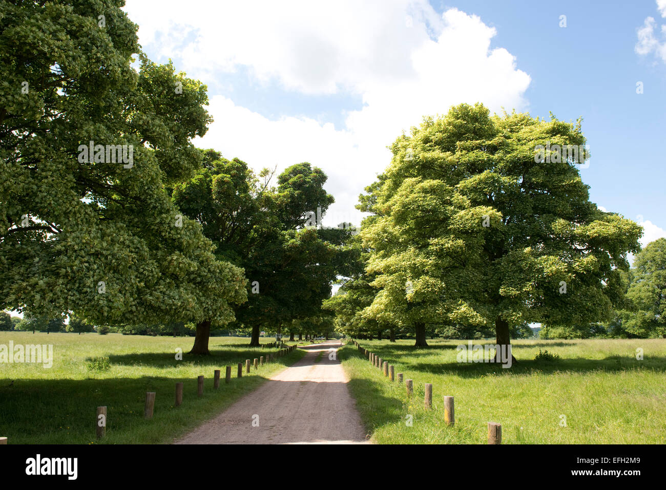 Un viale di aceri di giovani foglie e frutta formando un viale a Hungerford comune su una bella giornata estiva, Berkshire, Giugno Foto Stock