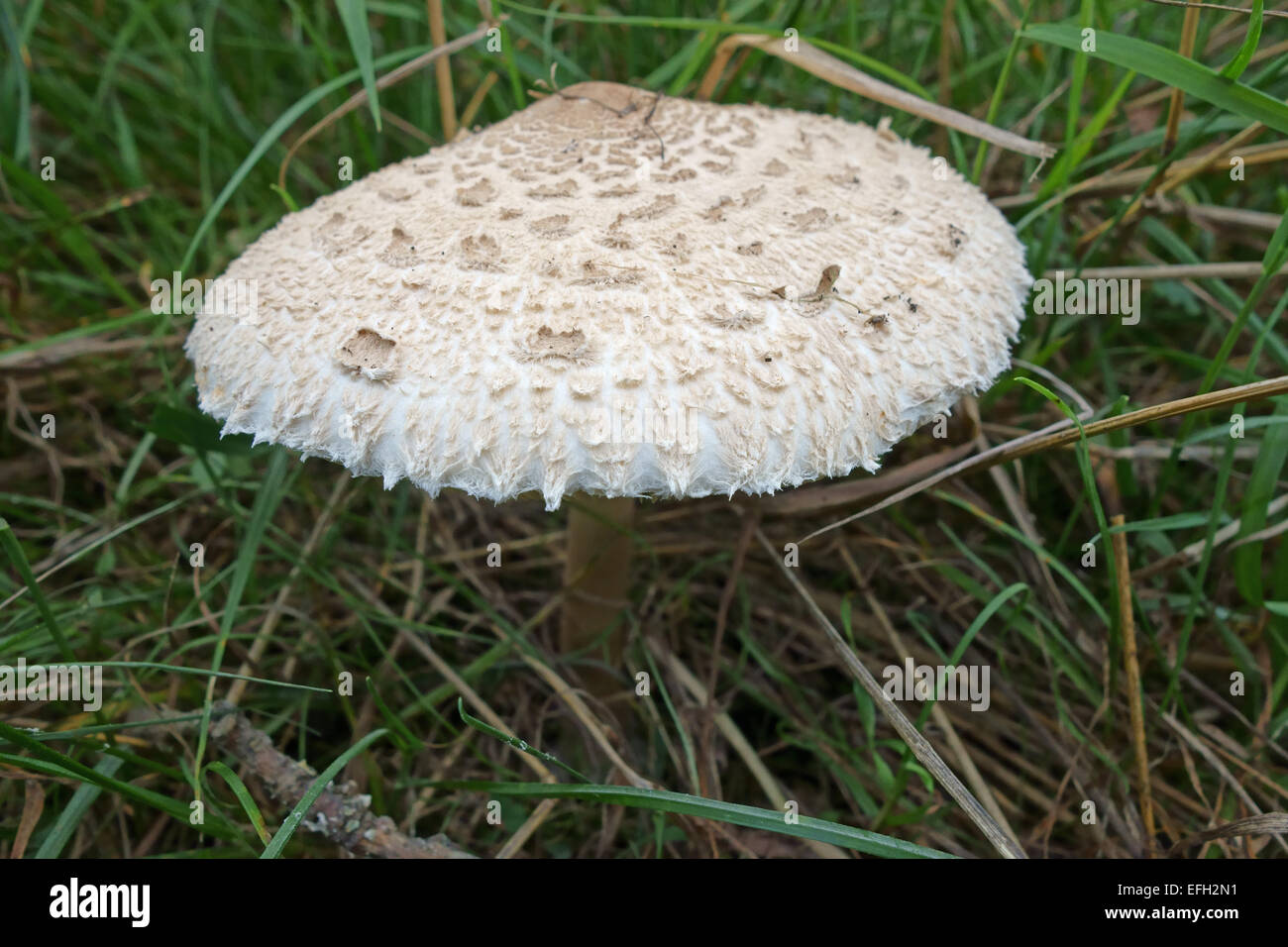 Ombrellone a fungo, Lepiota procera, corpo fruttifero su una mattina autunnale, Berkshire, Settembre Foto Stock
