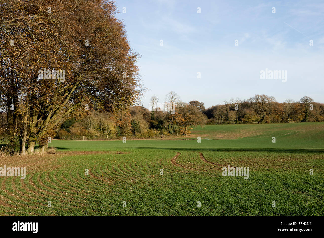 Un giovane autunno del raccolto di cereali invernali, alberi in una bella giornata con cielo blu, Berkshire, Novembre Foto Stock