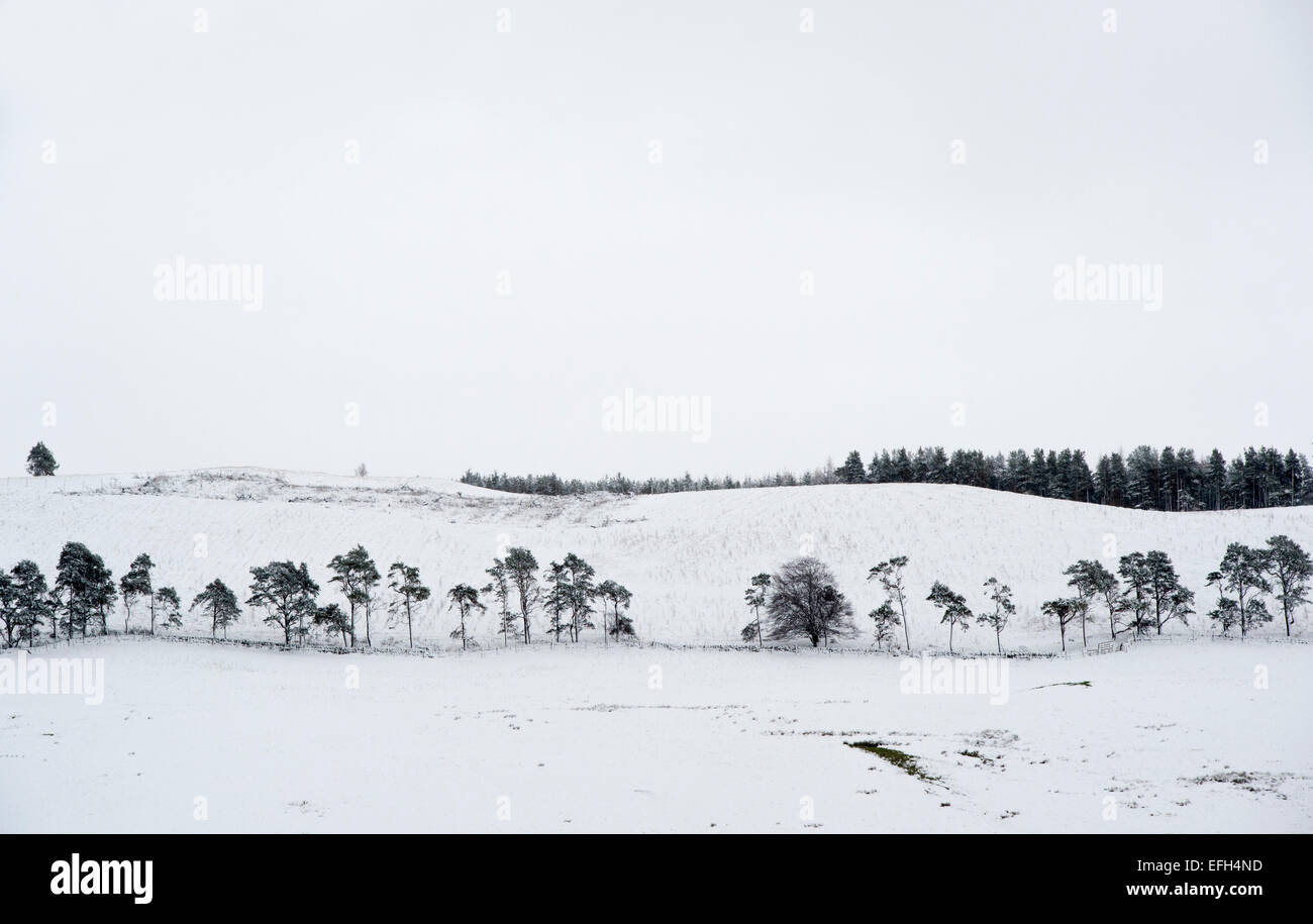 Inverno alberi su di una collina nella neve. Peebleshire. Scozia Foto Stock