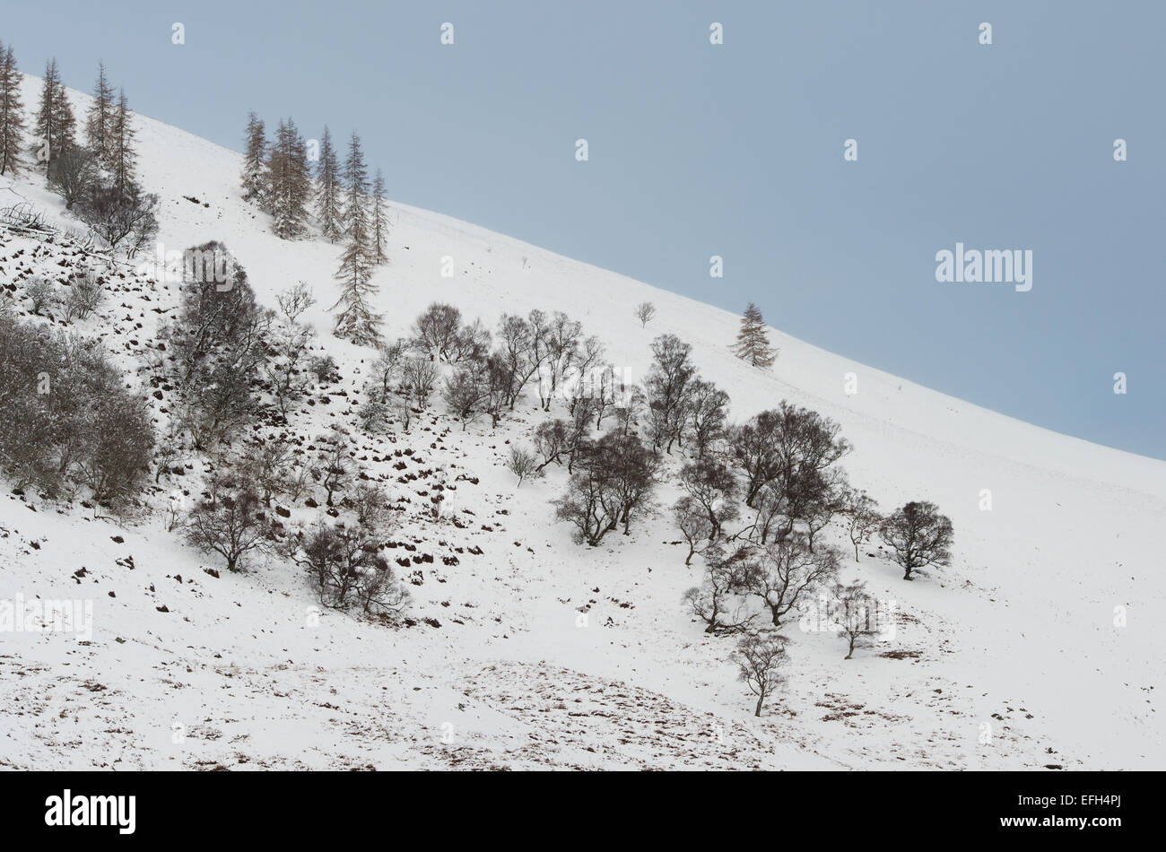 Inverno alberi su di una collina nella neve. Peebleshire. Scozia Foto Stock