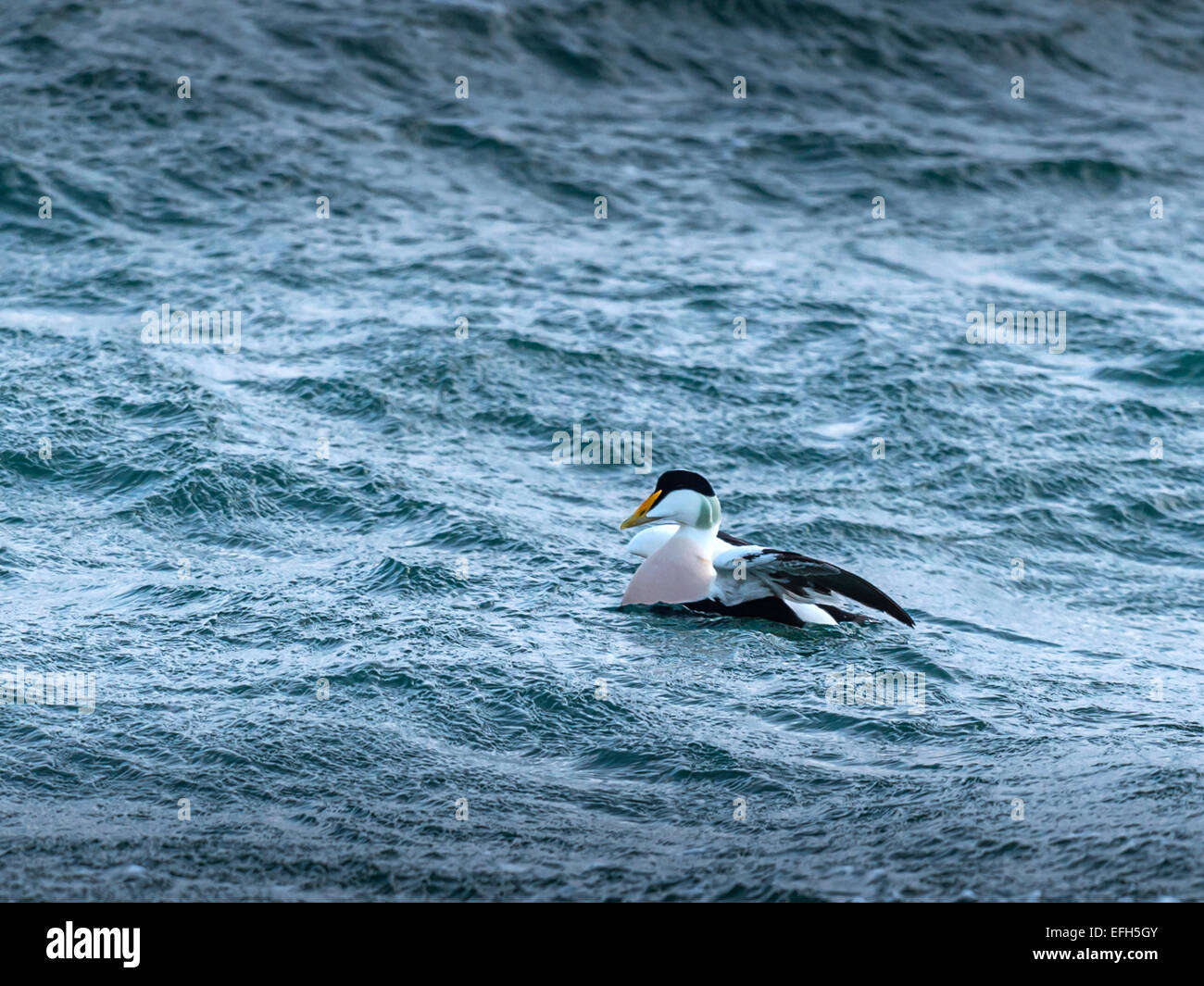 Eider comune [Somateria mollissima], si nutrono di aringa nelle fredde acque islandesi del Kolgrafafjorour, Grundarfjordur Foto Stock