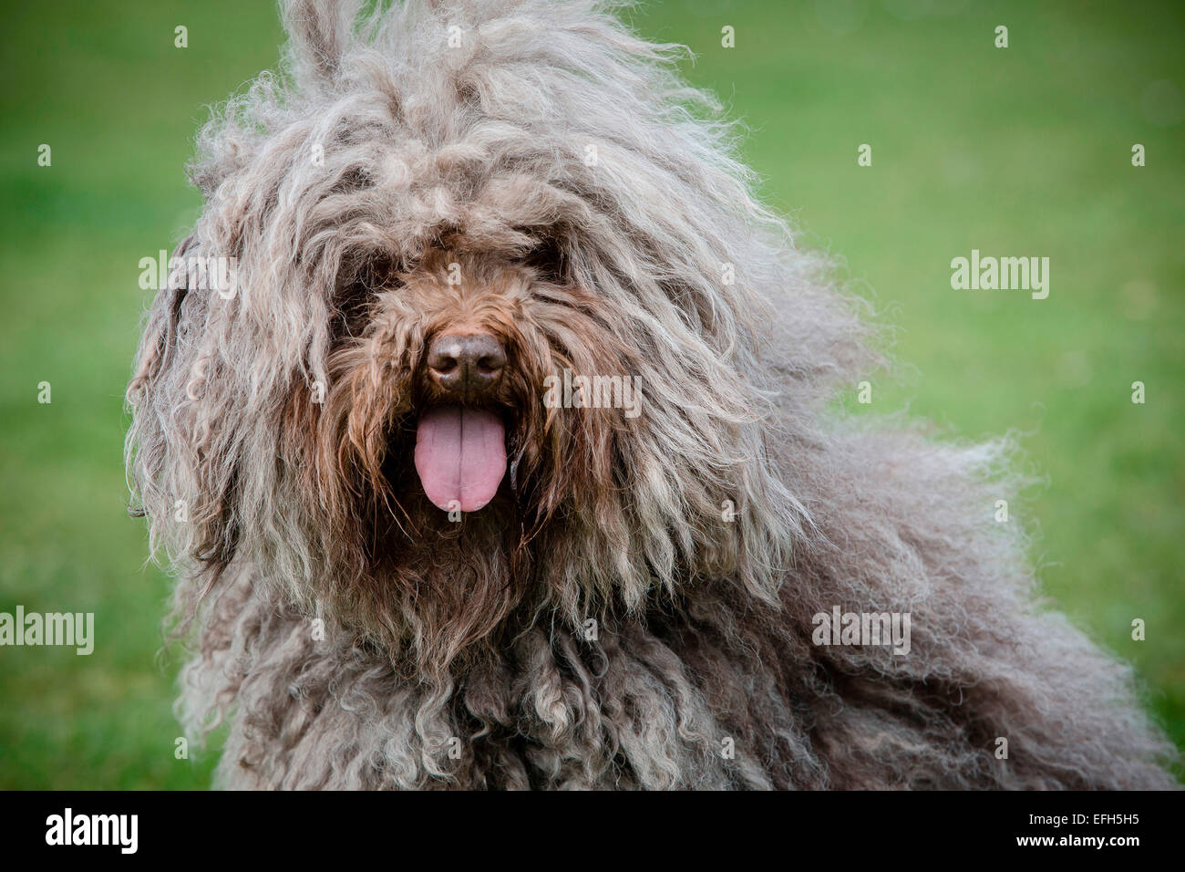 Ritratto di capelli lunghi acqua ungherese cane (puli) con la lingua fuori Foto Stock