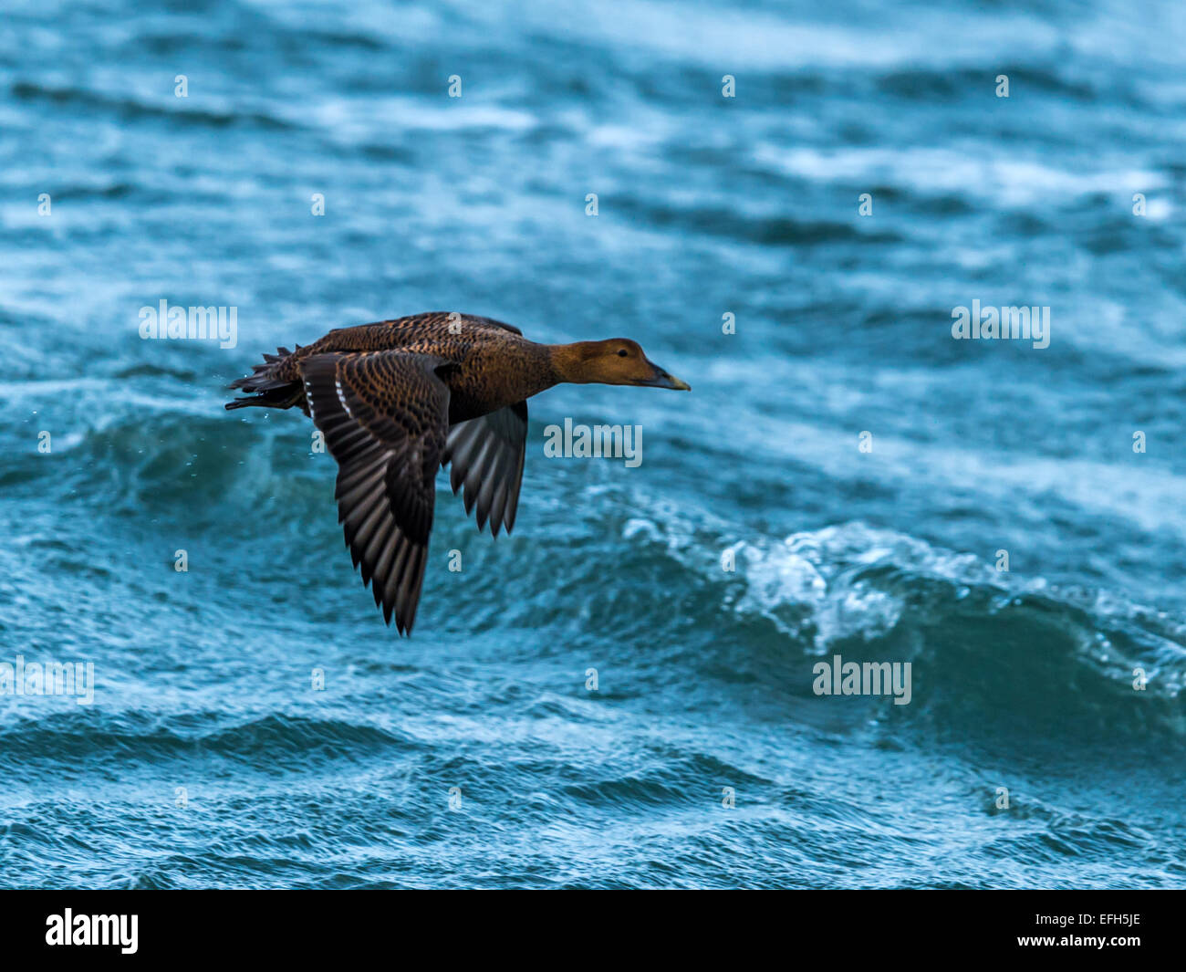Eider comune [Somateria mollissima], volare basso attraverso le fredde acque del Kolgrafafjorour, Grundarfjordur, Western Islanda. Foto Stock