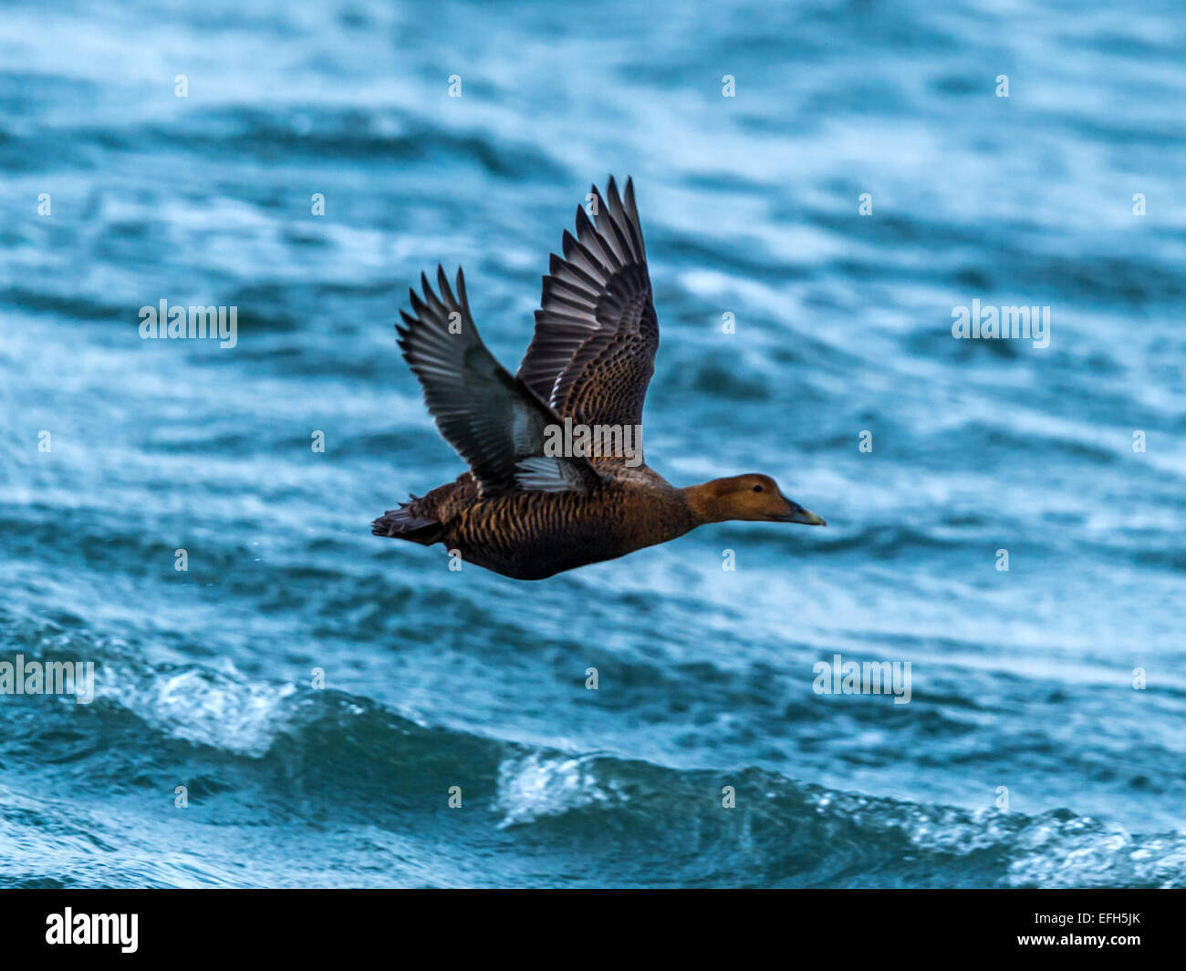 Eider comune [Somateria mollissima], volare basso attraverso le fredde acque del Kolgrafafjorour, Grundarfjordur, Western Islanda. Foto Stock