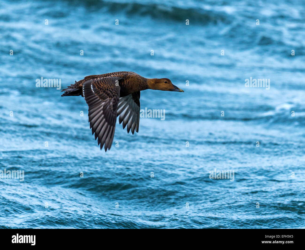 Eider comune [Somateria mollissima], volare basso attraverso le fredde acque del Kolgrafafjorour, Grundarfjordur, Western Islanda. Foto Stock