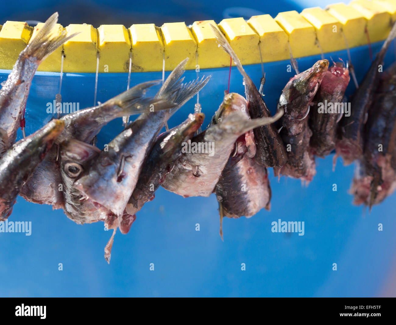 Fresh sanguinosa di sardine pesce sulla pesca con palangari attrezzo Foto Stock