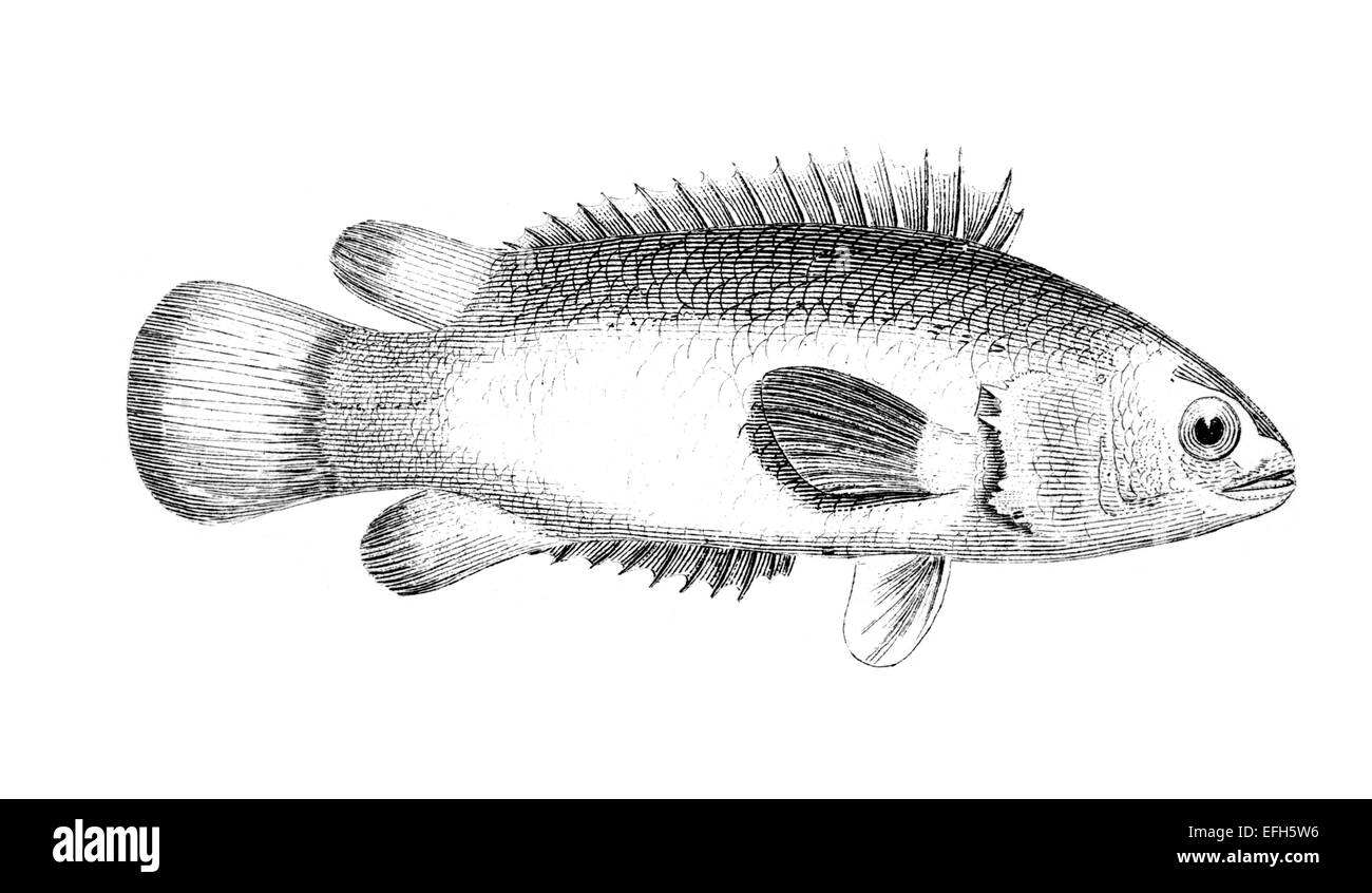 Incisione in stile vittoriano di un pesce persico di arrampicata. Restaurata digitalmente immagine da una metà del XIX secolo enciclopedia. Foto Stock