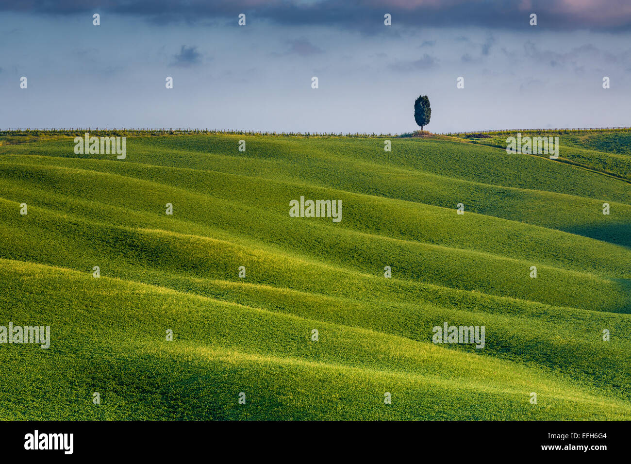 Unico cipresso su di una collina in Toscana, Italia Foto Stock