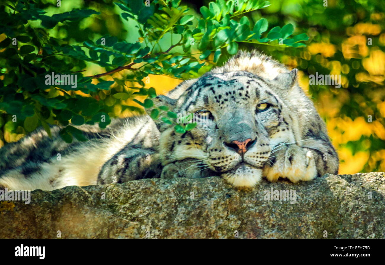 In prossimità dei bellissimi snow leopard testa in appoggio sotto ramo di albero su una grande pietra grigia Foto Stock