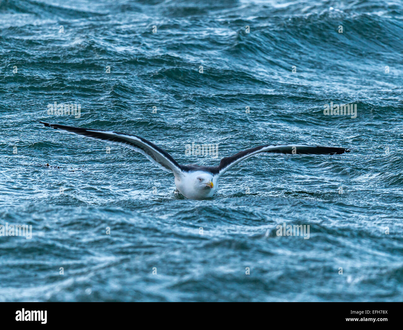 Grande nero-backed gull [Larus marinus] prendere il volo attraverso il ghiaccio freddo acque blu vicino Kolgrafafjorour, Western Islanda Foto Stock