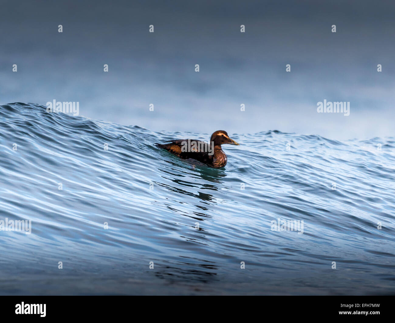 Eider comune, equitazione il surf nelle fredde acque del vicino Kolgrafafjorour Grundarfjordur, Western Islanda. Foto Stock