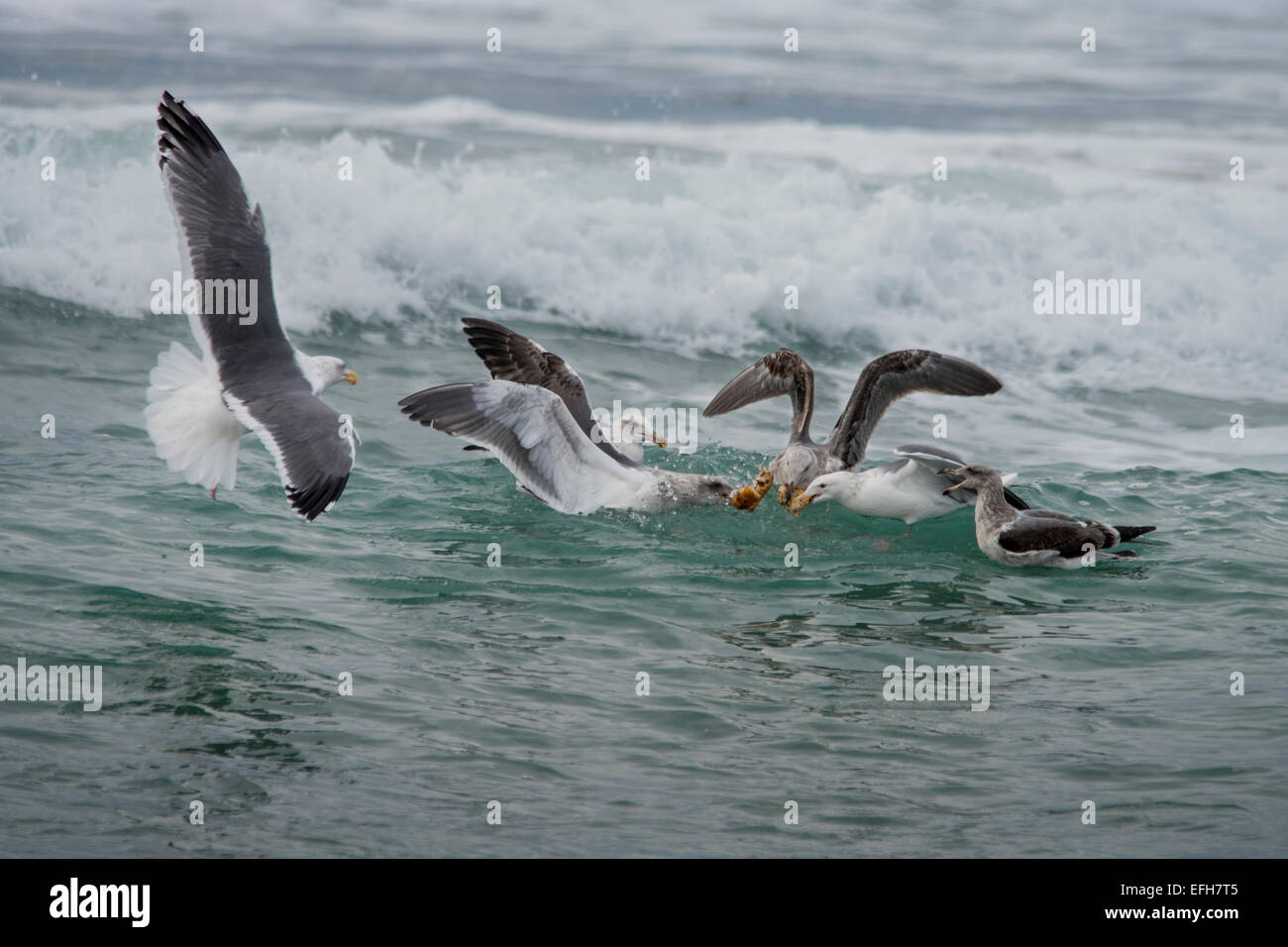 Gabbiani nel surf in lotta per il cibo. Foto Stock