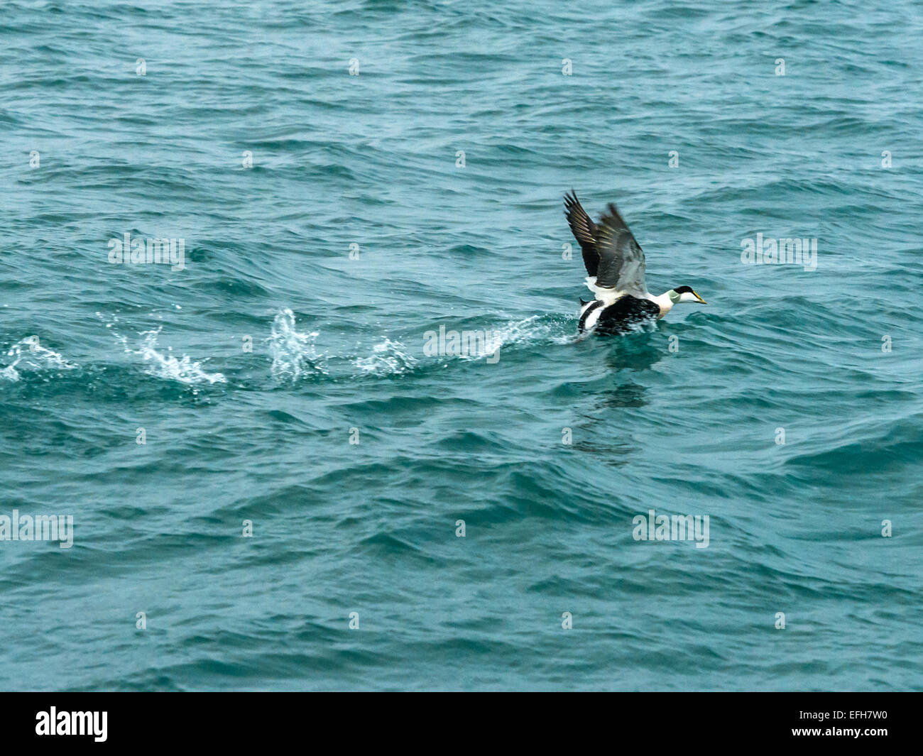 Eider comune [Somateria mollissima] in decollo, attraversando il ghiaccio freddo, acque blu del Kolgrafafjorour, Western Islanda Foto Stock