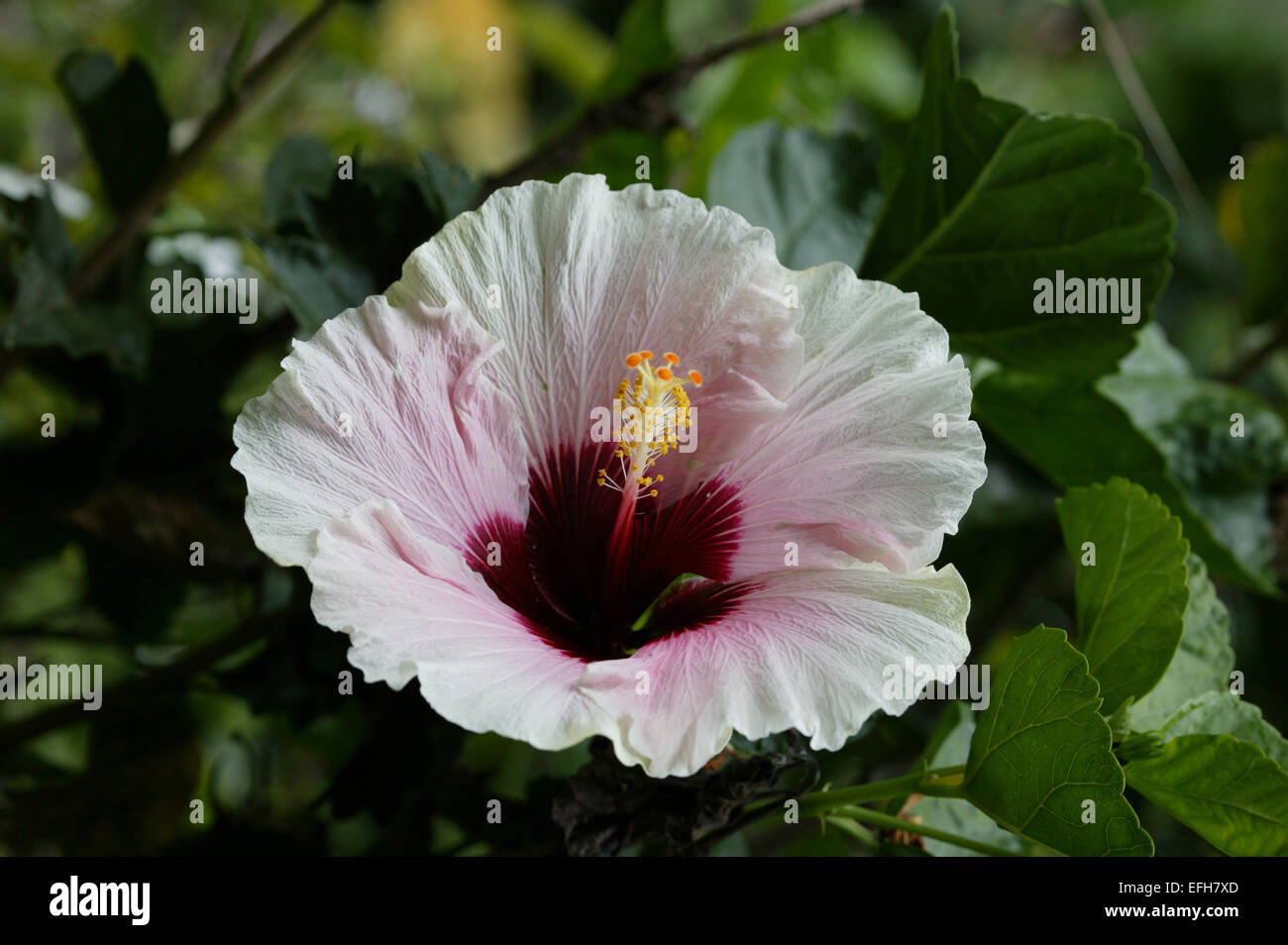 Fiore dell'ibisco Foto Stock