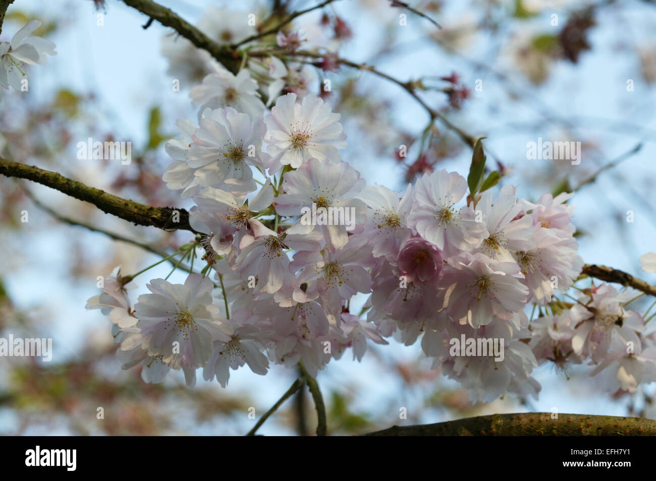 Premiato Cherry Prunus 'Riconoscimento' fiori in primavera, Surrey, Inghilterra. Foto Stock