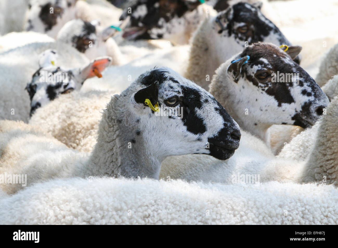Allevamento di pecore penned guardando a spettacolo agricolo sheepdog prove Foto Stock