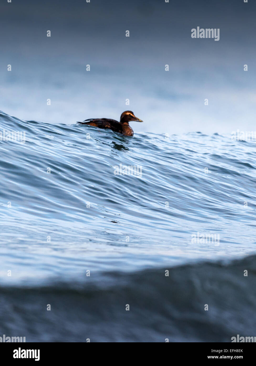 Eider comune, equitazione il surf nelle fredde acque del vicino Kolgrafafjorour Grundarfjordur, Western Islanda. Foto Stock