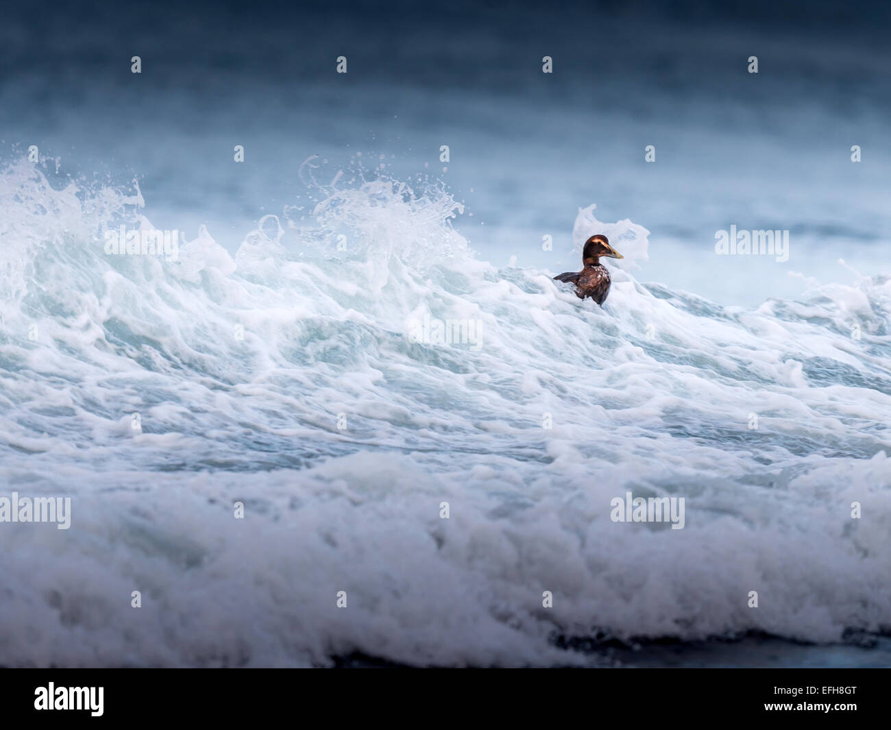 Eider comune, equitazione il surf nelle fredde acque del vicino Kolgrafafjorour Grundarfjordur, Western Islanda. Foto Stock