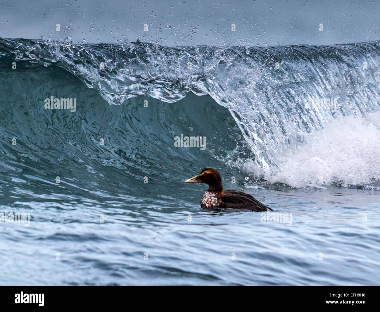 Eider comune, equitazione il surf nelle fredde acque del vicino Kolgrafafjorour Grundarfjordur, Western Islanda. Foto Stock