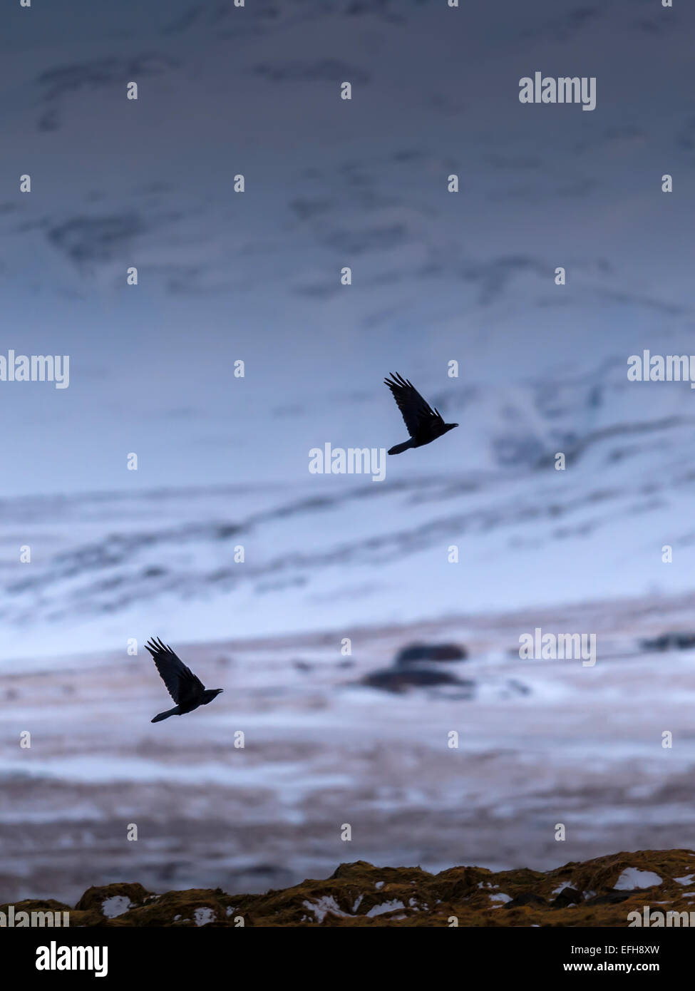 Raven comune, [Corvus corax], volare a Kolgrafafjorour, vicino al piccolo villaggio di pescatori di Grundarfjordur, Western Islanda. Foto Stock