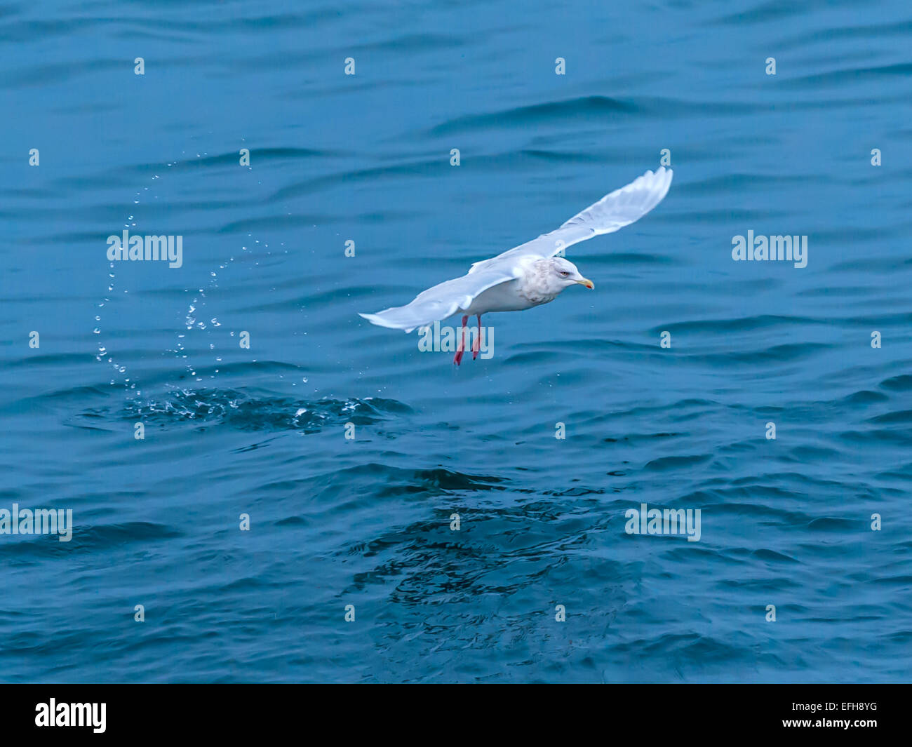 Glaucous Gull [Larus hyperboreus] prendendo il largo , ali completamente esteso a Kolgrafafjorour, vicino Grundarfjordur, Western Islanda. Foto Stock