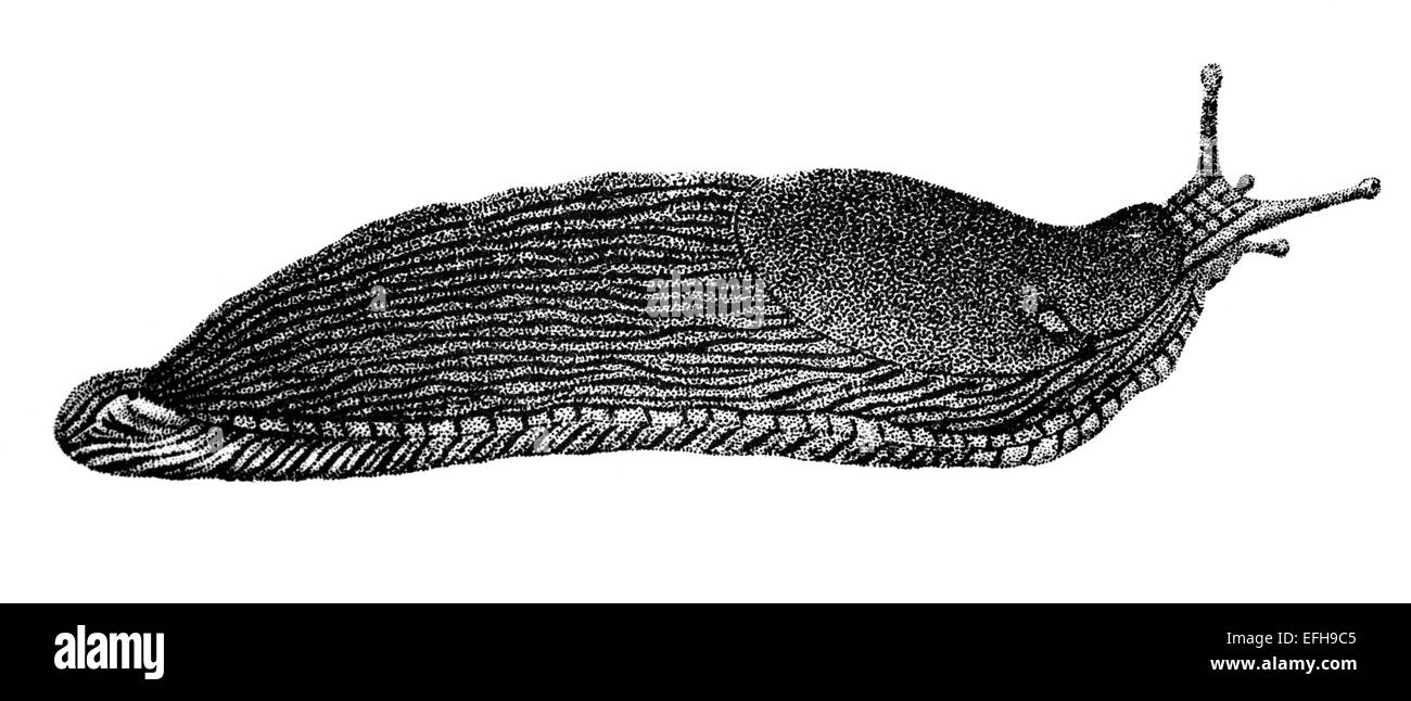 Fotografata da un libro intitolato "Enciclopedia Nazionale", pubblicata a Londra nel 1881. Il copyright è scaduto su questa illustrazione. Foto Stock