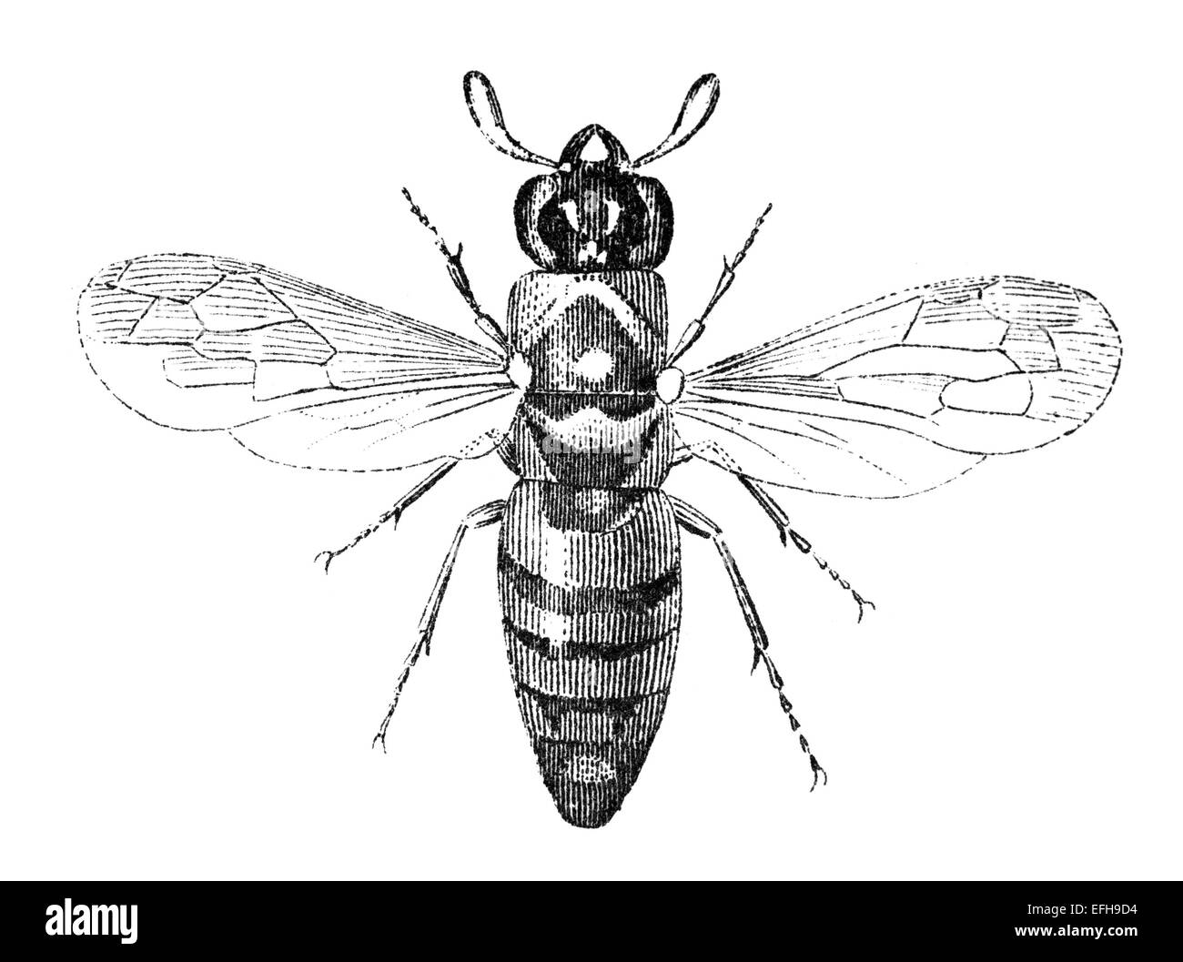 Fotografata da un libro intitolato "Enciclopedia Nazionale", pubblicata a Londra nel 1881. Il copyright è scaduto su questa illustrazione. Foto Stock