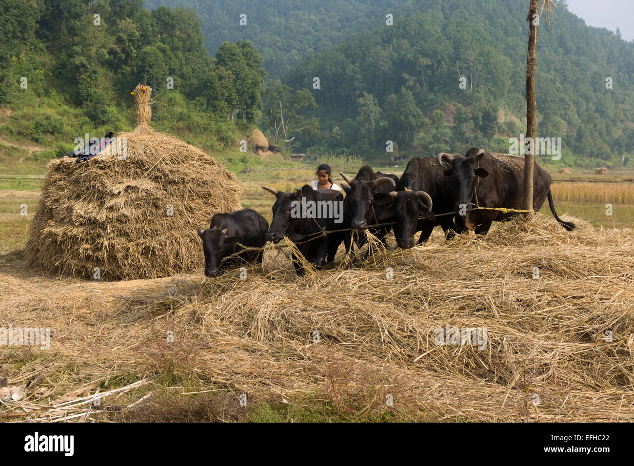 La trebbiatura del riso con mucche, in una valle sulla Royal Trek, vicino a Pokhara, Nepal Foto Stock