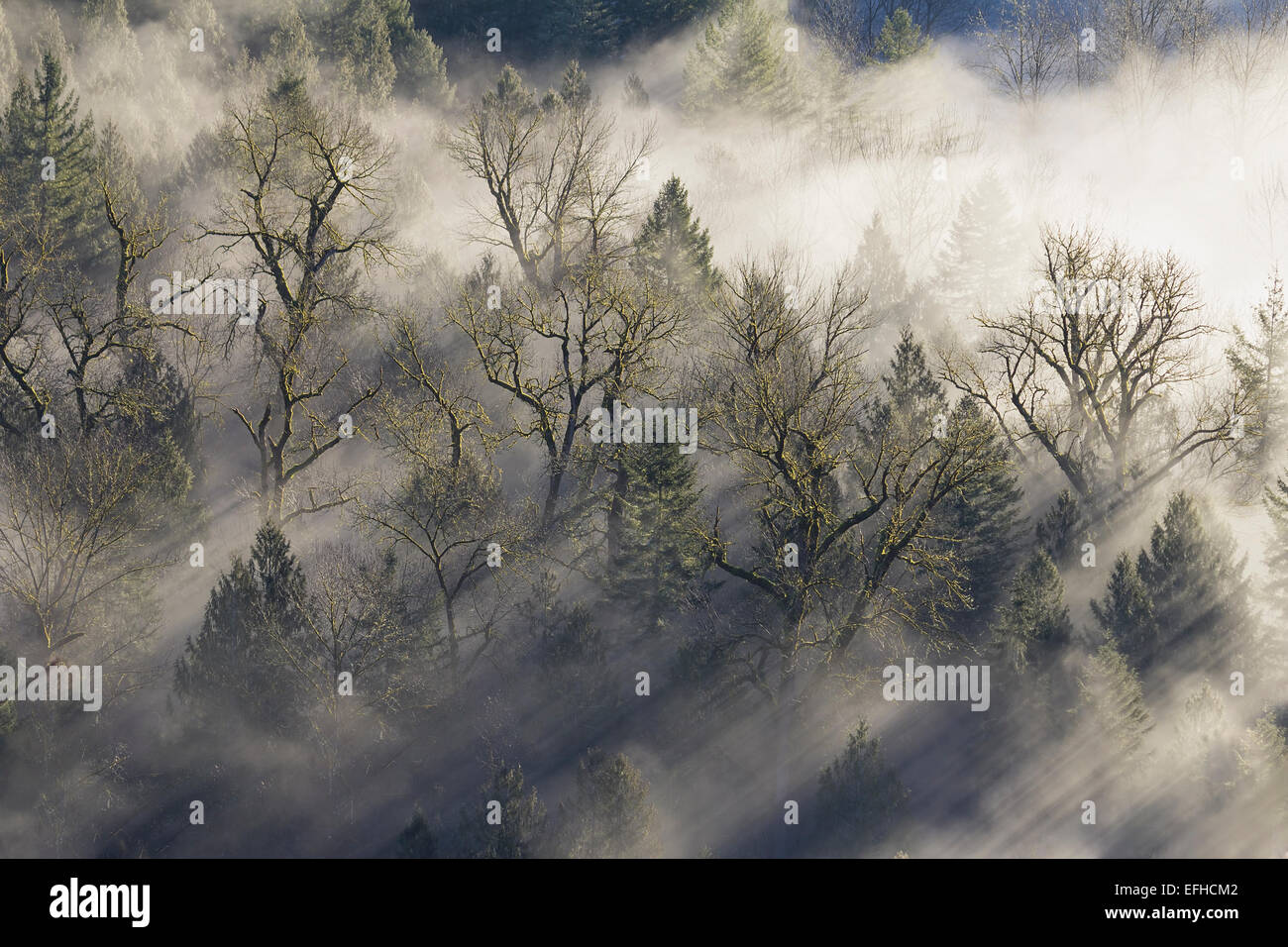 Raggi di sole raggiante attraverso la densa nebbia nella foresta da Sandy River Oregon Foto Stock