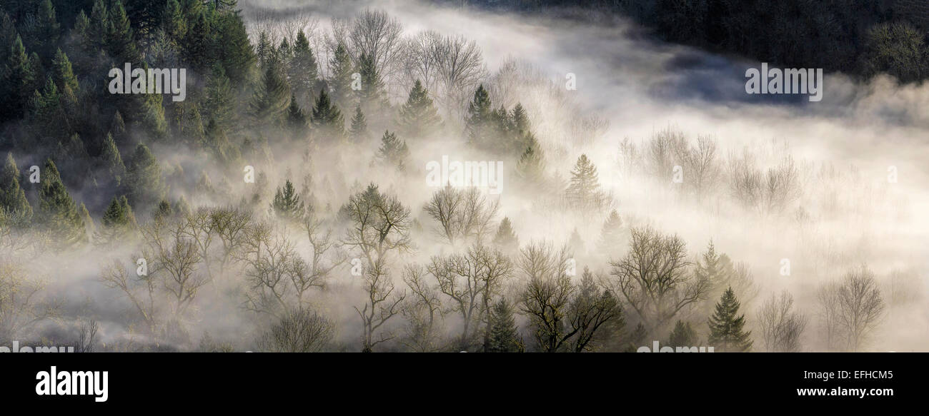 Una fitta nebbia la laminazione nel bosco la mattina presto in Sandy River Oregon Panorama Foto Stock