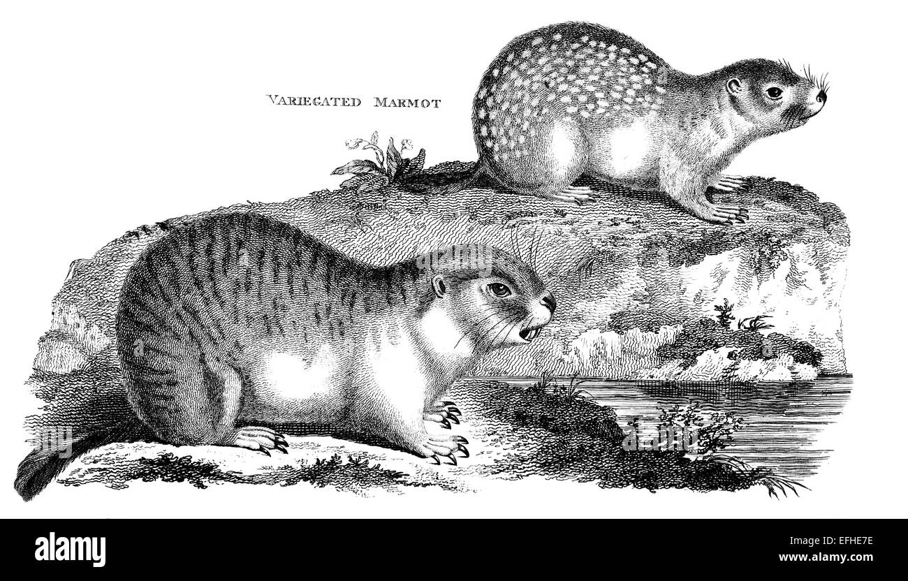Incisione in stile vittoriano di una marmotta. Restaurata digitalmente immagine da una metà del XIX secolo enciclopedia. Foto Stock