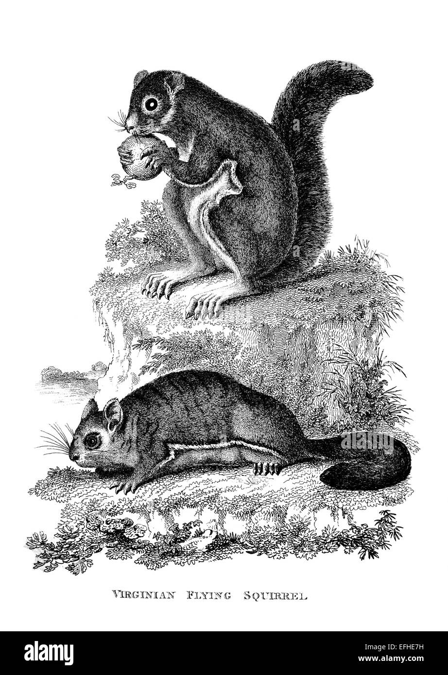 Incisione in stile vittoriano di uno scoiattolo battenti. Restaurata digitalmente immagine da una metà del XIX secolo enciclopedia. Foto Stock