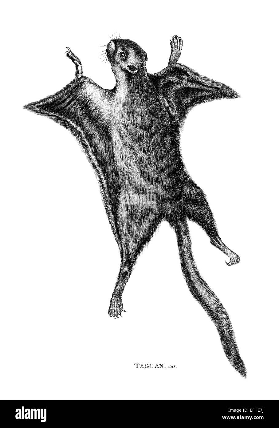 Incisione in stile vittoriano di uno scoiattolo battenti, taguan o. Restaurata digitalmente immagine da una metà del XIX secolo enciclopedia. Foto Stock