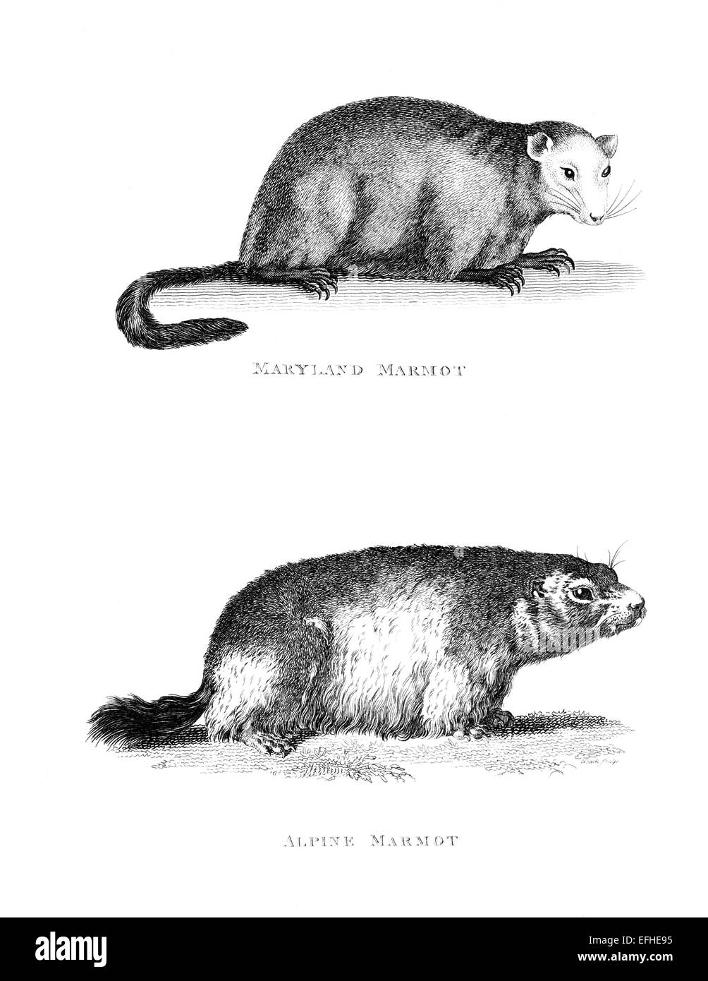 Incisione in stile vittoriano di una marmotta. Restaurata digitalmente immagine da una metà del XIX secolo enciclopedia. Foto Stock