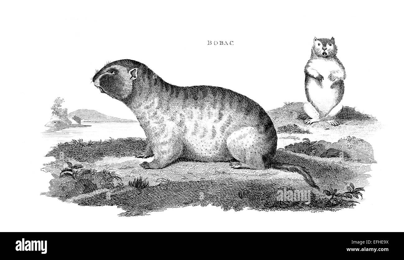 Incisione in stile vittoriano di un bobak o marmotta. Restaurata digitalmente immagine da una metà del XIX secolo enciclopedia. Foto Stock