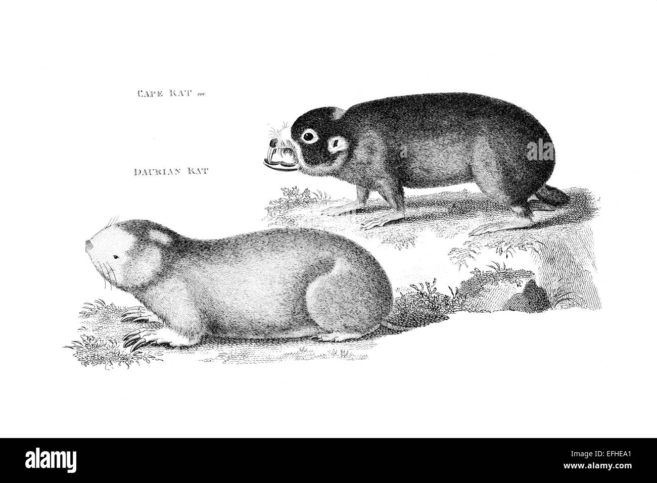 Incisione in stile vittoriano di ratti, tra cui un capo mole-RAT. Restaurata digitalmente immagine da una metà del XIX secolo enciclopedia. Foto Stock