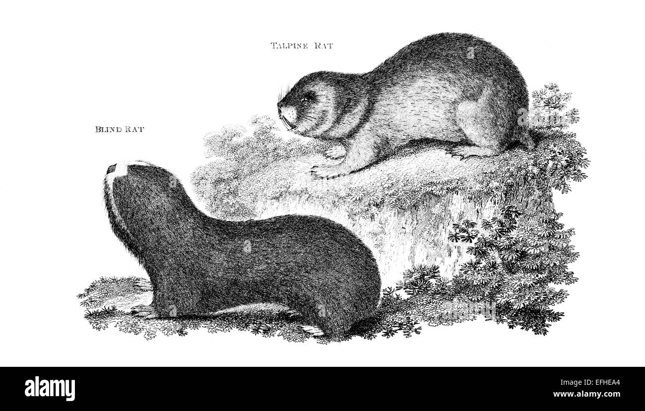 Incisione in stile vittoriano di una mole-RAT. Restaurata digitalmente immagine da una metà del XIX secolo enciclopedia. Foto Stock