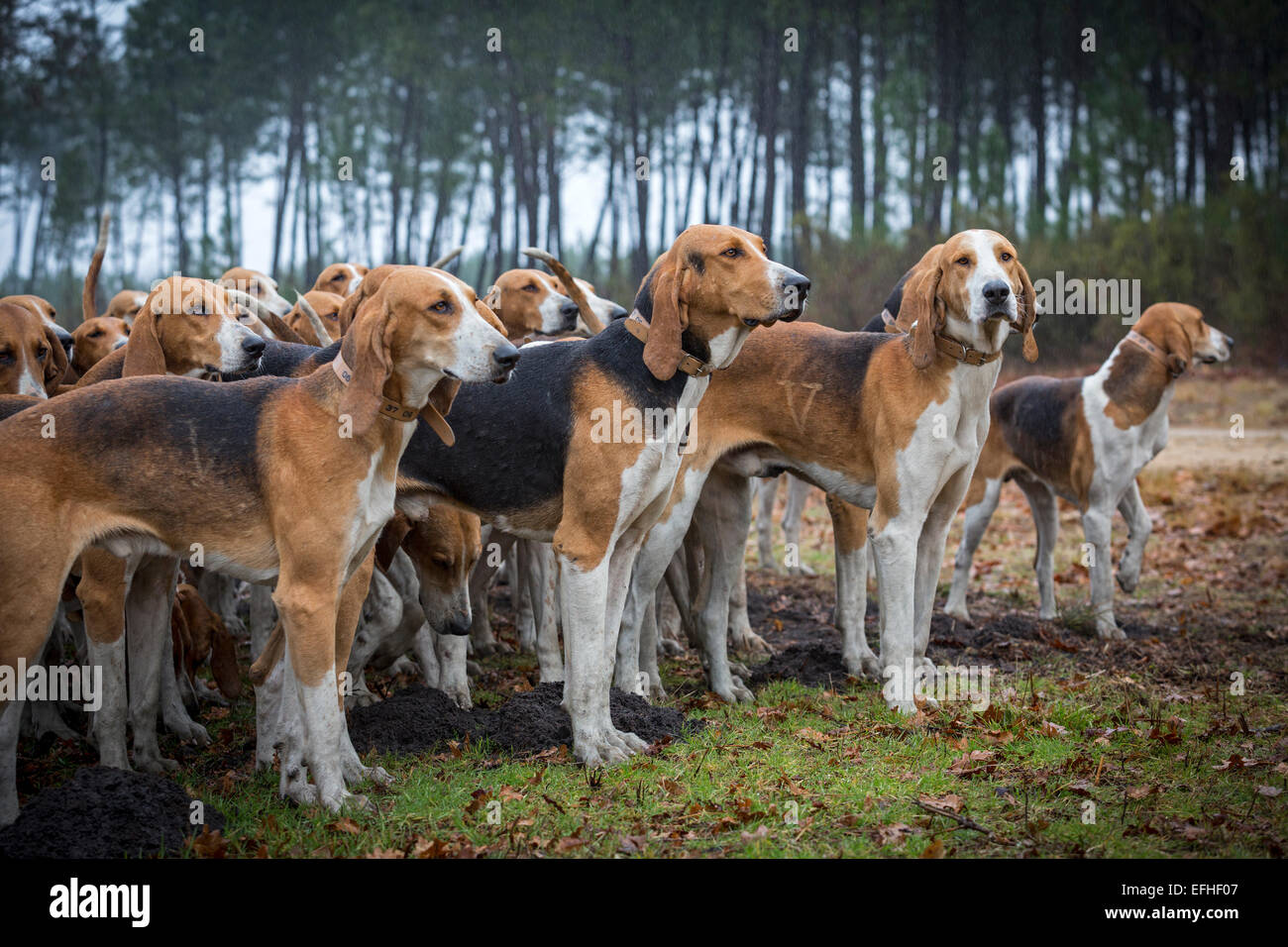 Un pacco di grande anglo francese tricolore hounds pronto per feste di addio al celibato caccia (Francia). Foto Stock