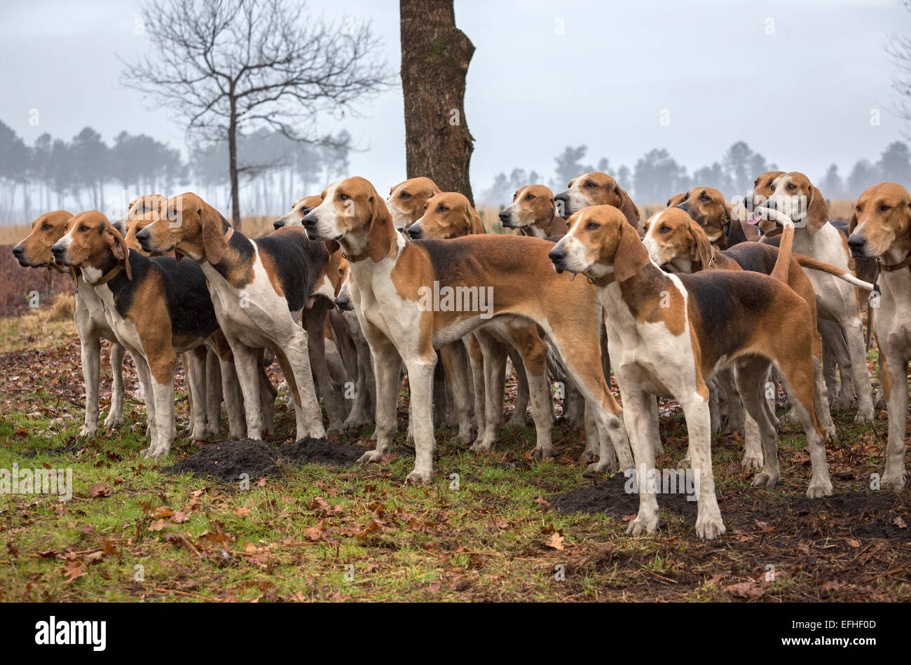 Un pacco di grande anglo francese tricolore hounds pronto per feste di addio al celibato caccia (Francia). Foto Stock