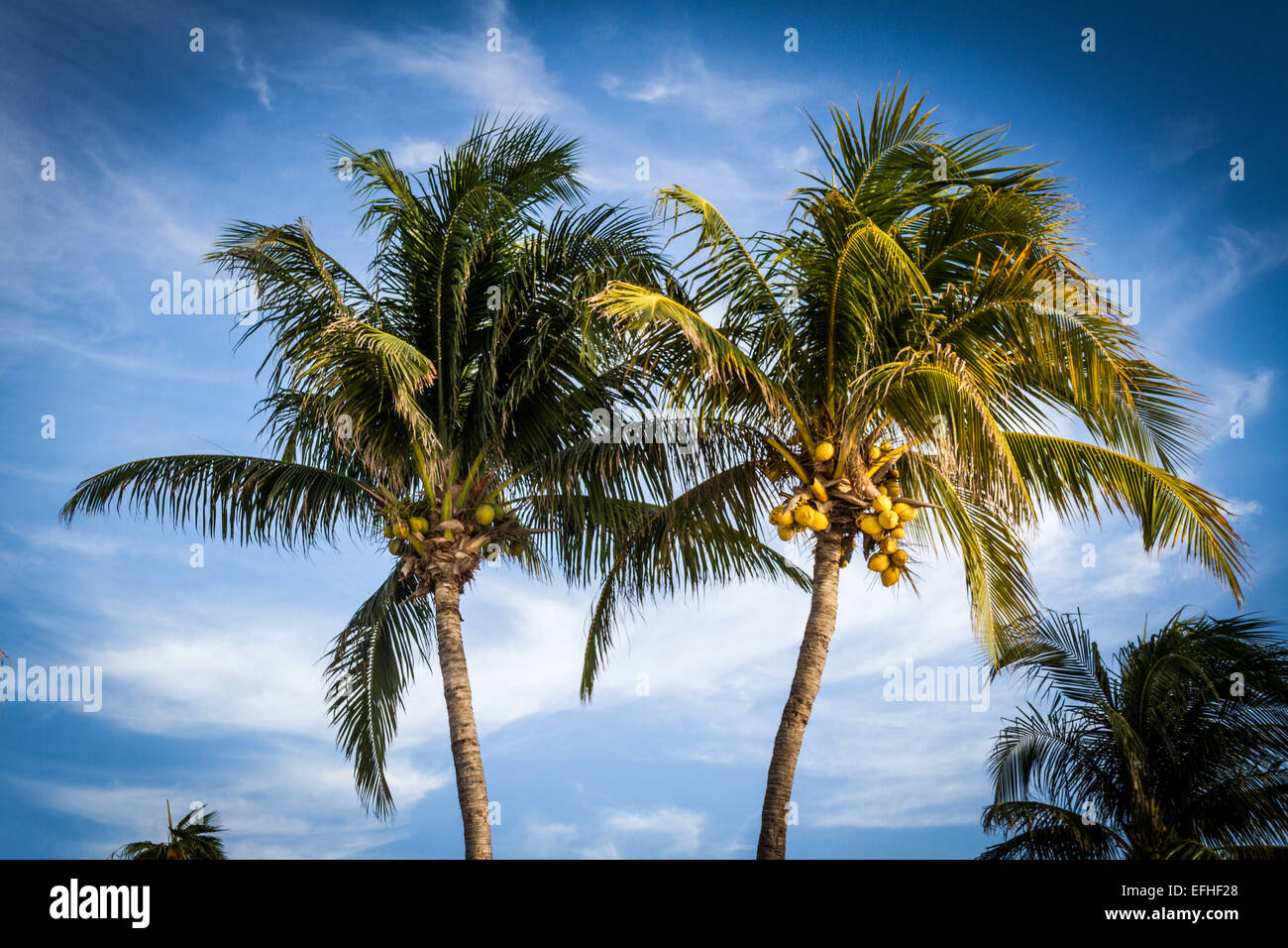 Palme al Mar dei Caraibi in Messico vicino a Cancun Foto Stock