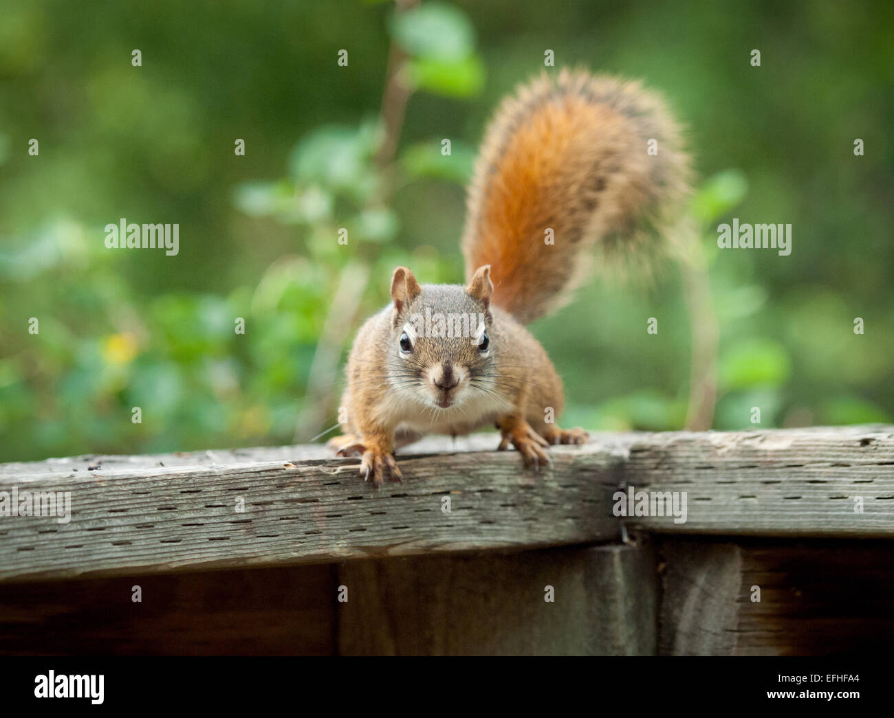 Un maschio di American scoiattolo rosso (Tamiasciurus hudsonicus) a Whitemud parco e riserva naturale di Edmonton, Alberta, Canada. Foto Stock
