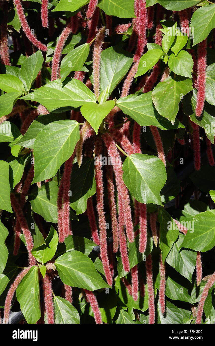 Acalypha hispida, impianto di ciniglia, in corrispondenza di Morikami Giardini Giapponesi, Delray Beach, Palm Beach County, Florida Foto Stock