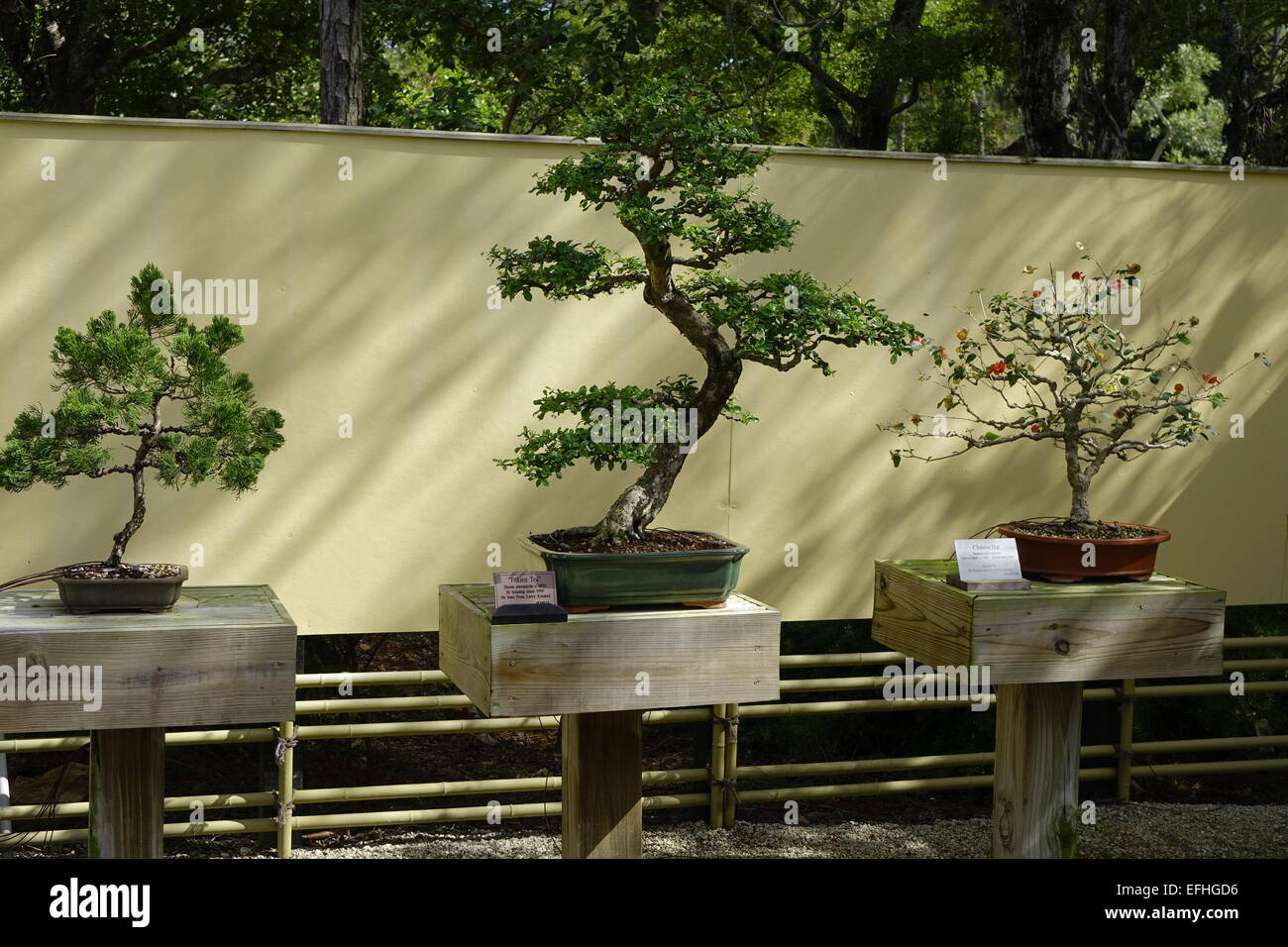 Alberi di Bonsai visualizzati in corrispondenza di Morikami Giardini Giapponesi, Delray Beach, Palm Beach County, Florida Foto Stock