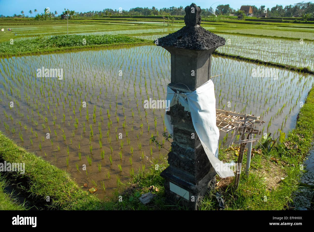 Wet campo di riso paddy in ubud Bali Indonesia Foto Stock