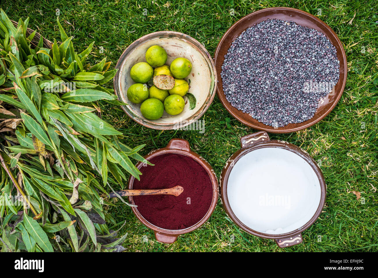 La cocciniglia colorante nelle Ande peruviane a Cuzco Perù Foto Stock