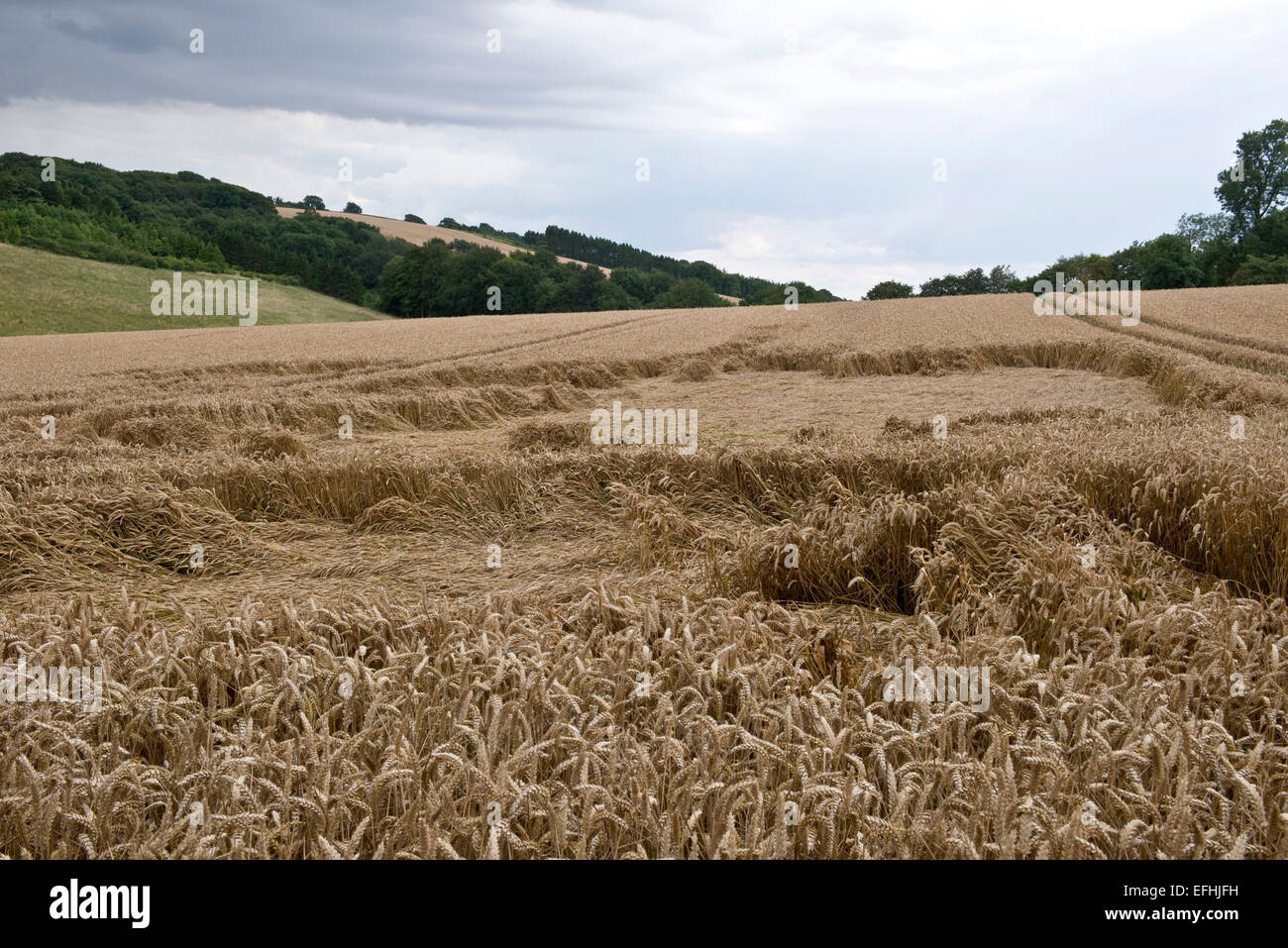 Un maturo raccolto di grano appiattita o presentate da una tempesta ad inizio stagione, Berkshire, Luglio Foto Stock