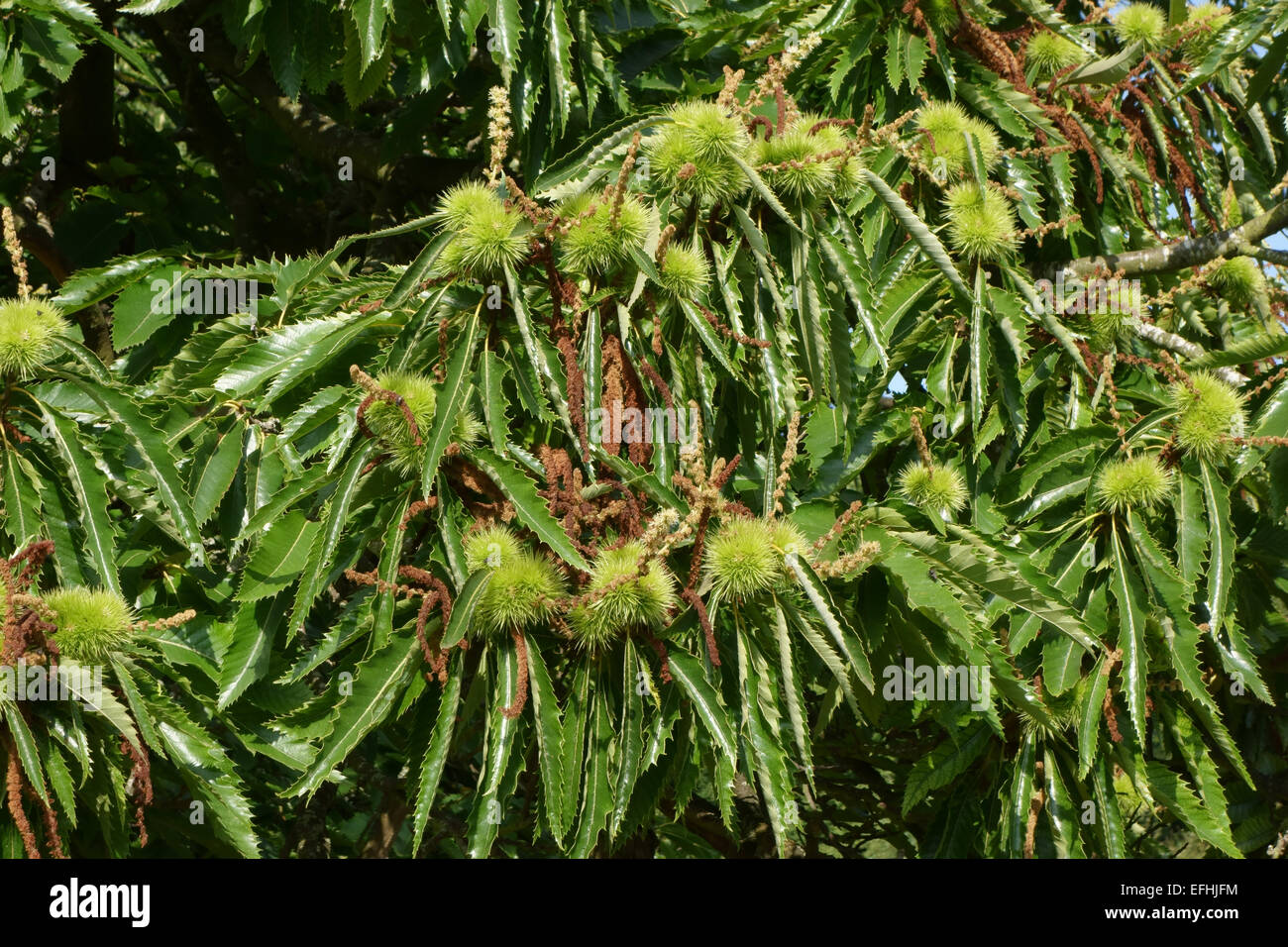 Fogliame di un dolce castagno castanea sativa, con frutta coccolone contenenti le castagne, Berkshire, Agosto Foto Stock