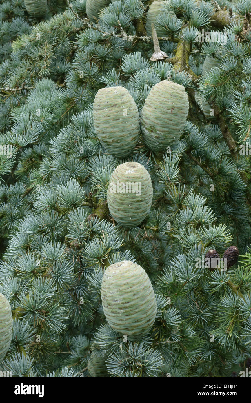 Coppia dei coni verdi di cedro deodar, CEDRUS DEODARA, su un albero, Berkshire, Agosto Foto Stock